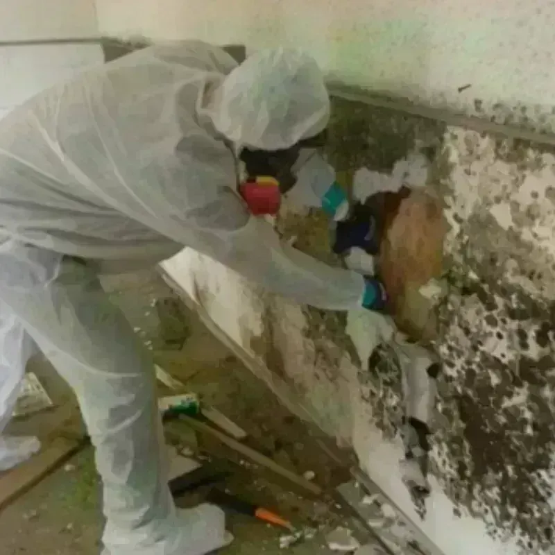 Mold Remediation and Removal in The Hideout, PA